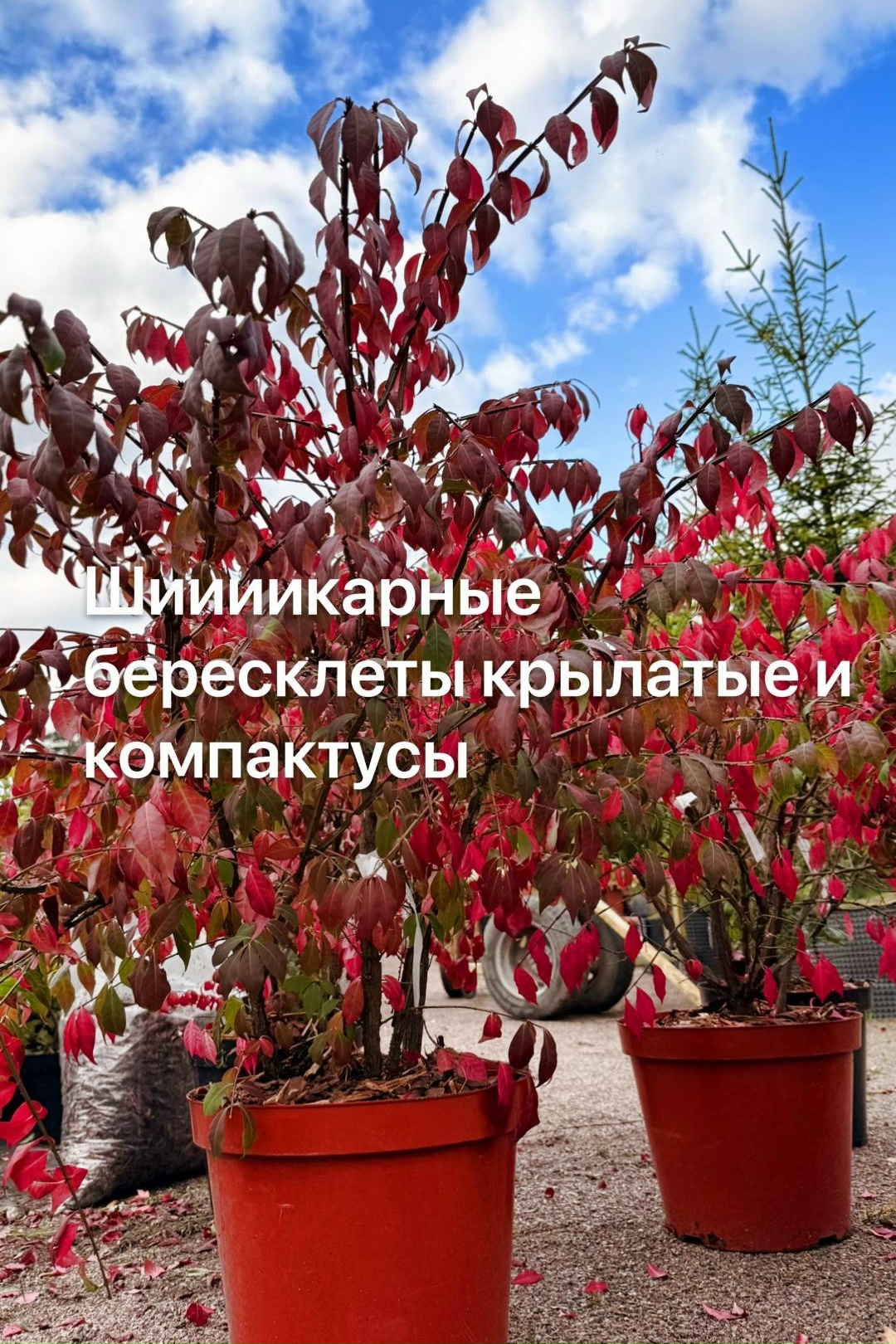 картинки блога